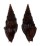 TURRIDAE CRASSISPIRA NIGERRIMA shell