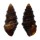 TURRIDAE PILSBRYSPIRA MELCHERSI shell