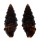 TURRIDAE PILSBRYSPIRA MELCHERSI shell