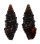 TURRIDAE CRASSISPIRA CERITHOIDEA shell