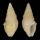 TURRIDAE DRILLIA CLAVATA shell