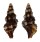 FASCIOLARIIDAE FUSINUS  CINEREUS shell