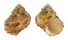 TURBINIDAE TURBO SQUAMIGER shell
