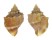 CANCELLARIIDAE CANCELLARIA CASSIDIFORMIS shell