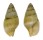 COLUMBELLIDAE MITRELLA SANTABARBARENSIS shell