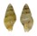 COLUMBELLIDAE MITRELLA SANTABARBARENSIS shell