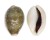 CYPRAEIDAE CYPRAEA VITELLUS shell