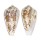 CONIDAE CONUS VICTORIAE shell