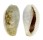CYPRAEIDAE CYPRAEA ERRONES ERRONES shell
