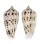 CONIDAE ASPRELLA ZAPATOENSIS shell