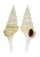 TURRIDAE GEMMULA SIKATUNAI shell