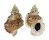 BURSIDAE TUTUFA OYAMAI shell