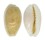 CYPRAEIDAE CYPRAEA EROSA CHLORIZANS COSMOI shell