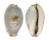 CYPRAEIDAE CYPRAEA GRACILIS MACULA shell