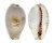 CYPRAEIDAE CYPRAEA GRACILIS MACULA shell