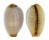 CYPRAEIDAE STAPHYLEA STAPHYLAEA CONSOBRINA shell