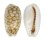 CYPRAEIDAE EROSARIA CRIBELLUM shell