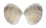 VENERIDAE LIOCONCHA SOWERBYI shell