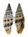 MITRIDAE VEXILLUM FLAVEORICUM shell