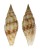 MITRIDAE CANCILLA ARMONICA shell
