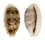 CYPRAEIDAE TALOSTOLIDA PELLUCENS PELLUCENS shell