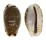 CYPRAEIDAE EROSARIA LABROLINEATA shell