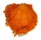 SPONDYLIDAE SPONDYLUS FOLIACEUS CROCEUS shell