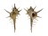 MURICIDAE MUREX FALSITRIBULUS shell