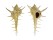 MURICIDAE MUREX FALSITRIBULUS shell