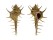 MURICIDAE MUREX FALSITRIBULUS shell