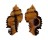 MURICIDAE CHICOREUS LACINIATUS shell