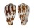 CONIDAE CONUS PICA shell