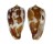 CONIDAE CONUS PICA shell