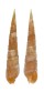 TEREBRIDAE TEREBRA NEBULOSA shell