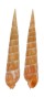 TEREBRIDAE TEREBRA NEBULOSA shell