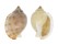 CASSIDAE SEMICASSIS BISULCATA PERSIMILIS shell