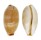 CYPRAEIDAE LURIA ISABELLAMEXICANA shell