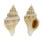 MURICIDAE LATAXIENA SOLENOSTEIROIDES shell