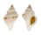 MURICIDAE LATAXIENA SOLENOSTEIROIDES shell