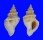 MURICIDAE LATAXIENA SOLENOSTEIROIDES shell