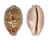 CYPRAEIDAE LEPOCYPRAEA MAPPA shell