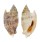 STROMBIDAE STROMBUS AURISDIANAE shell