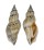 STROMBIDAE STROMBUS URCEUS shell