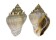 MELONGENIDAE VOLEMA MYRISTICA shell