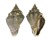 MELONGENIDAE VOLEMA MYRISTICA shell