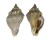 MELONGENIDAE VOLEMA MYRISTICA shell