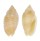 MITRIDAE PTERYGIA cf. SCABRICULA shell