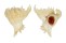 CORALLIOPHILIDAE LATIAXIS MAWAE shell
