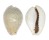 CYPRAEIDAE EROSARIA TURDUS WINCKWORTHI shell