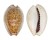 CYPRAEIDAE EROSARIA OCELLATA shell